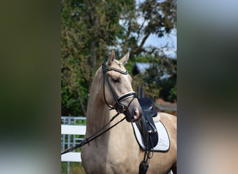 Hanoverian, Gelding, 6 years, 16.2 hh, Palomino