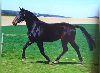 Hanoverian Mix, Gelding, 6 years, 16,2 hh, Smoky-Black