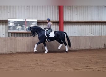 Hanoverian, Gelding, 6 years, 16.2 hh, Smoky-Black