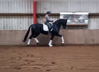 Hanoverian, Gelding, 6 years, 16.2 hh, Smoky-Black