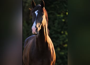 Hanoverian, Gelding, 6 years, 16.2 hh, Smoky-Black