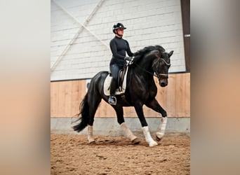 Hanoverian, Gelding, 6 years, 16.2 hh, Smoky-Black