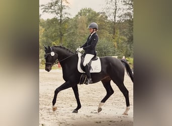 Hanoverian, Gelding, 6 years, 16,2 hh, Smoky-Black