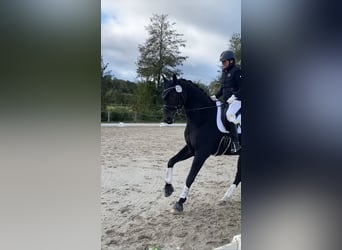 Hanoverian, Gelding, 6 years, 16,2 hh, Smoky-Black