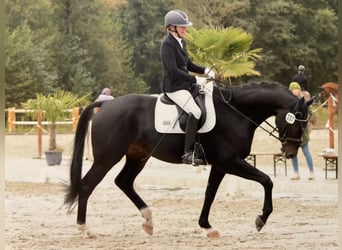 Hanoverian, Gelding, 6 years, 16,2 hh, Smoky-Black