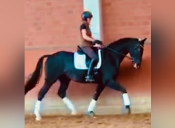 Hanoverian, Gelding, 6 years, 16,2 hh, Smoky-Black