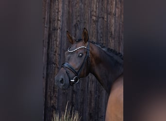 Hanoverian, Gelding, 6 years, 16.3 hh, Bay-Dark