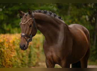 Hanoverian, Gelding, 6 years, 16.3 hh, Bay-Dark