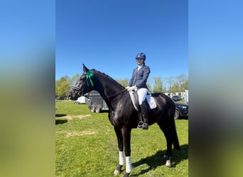 Hanoverian, Gelding, 6 years, 16.3 hh, Black