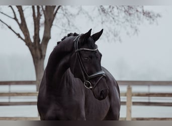 Hanoverian, Gelding, 6 years, 16.3 hh, Black