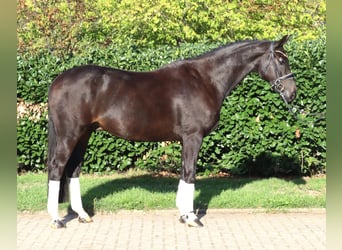 Hanoverian, Gelding, 6 years, 16.3 hh, Black