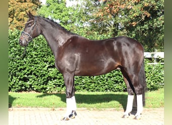 Hanoverian, Gelding, 6 years, 16.3 hh, Black
