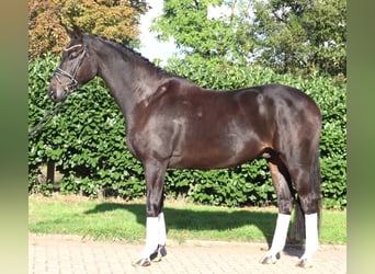 Hanoverian, Gelding, 6 years, 16.3 hh, Black