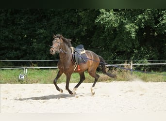 Hanoverian, Gelding, 6 years, 16.3 hh, Brown