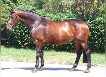 Hanoverian, Gelding, 6 years, 16.3 hh, Brown
