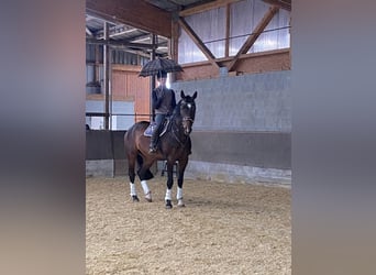 Hanoverian, Gelding, 6 years, 16.3 hh, Brown