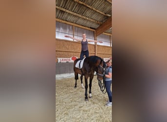 Hanoverian, Gelding, 6 years, 16.3 hh, Brown