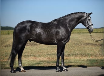 Hanoverian, Gelding, 6 years, 16,3 hh, Gray