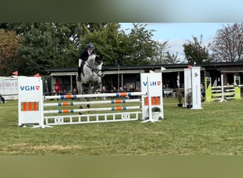 Hanoverian, Gelding, 6 years, 16,3 hh, Gray