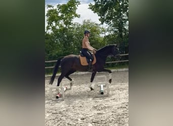 Hanoverian, Gelding, 6 years, 16.3 hh, Smoky-Black