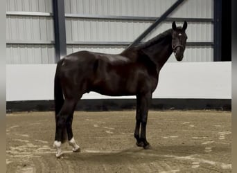 Hanoverian, Gelding, 6 years, 16.3 hh, Smoky-Black