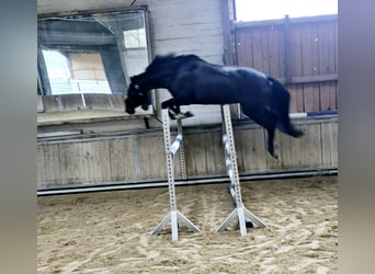 Hanoverian, Gelding, 6 years, 16.3 hh, Smoky-Black