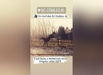 Hanoverian, Gelding, 6 years, 16 hh, Bay-Dark