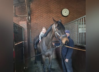Hanoverian, Gelding, 6 years, 16 hh, Bay-Dark