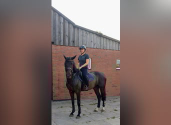Hanoverian, Gelding, 6 years, 16 hh, Bay-Dark