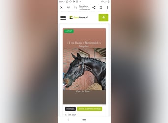 Hanoverian, Gelding, 6 years, 16 hh, Bay-Dark