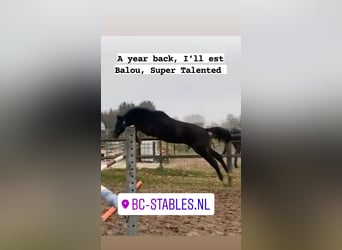 Hanoverian, Gelding, 6 years, 16 hh, Bay-Dark