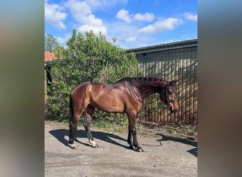 Hanoverian, Gelding, 6 years, 16 hh, Bay-Dark