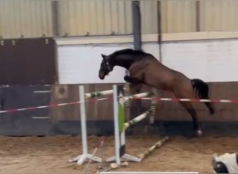 Hanoverian, Gelding, 6 years, 16 hh, Bay-Dark