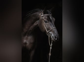 Hanoverian, Gelding, 6 years, 16 hh, Black