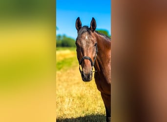 Hanoverian, Gelding, 6 years, 16 hh, Brown