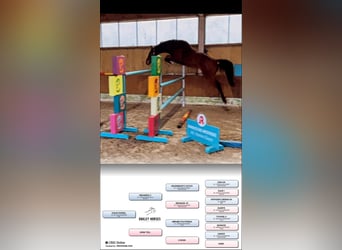 Hanoverian, Gelding, 6 years, 16 hh, Brown