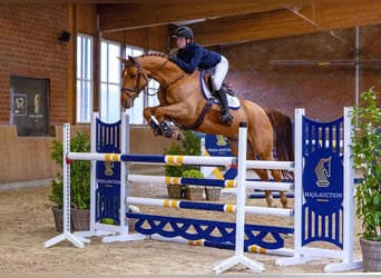 Hanoverian, Gelding, 6 years, 16 hh, Chestnut-Red