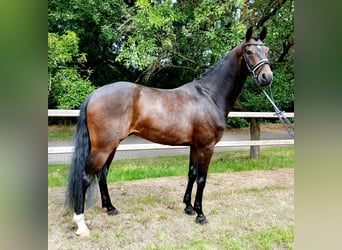 Hanoverian, Gelding, 6 years, 16,1 hh, Bay-Dark