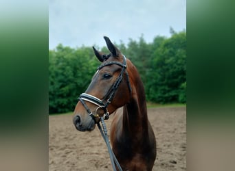 Hanoverian, Gelding, 6 years, 16,1 hh, Bay-Dark