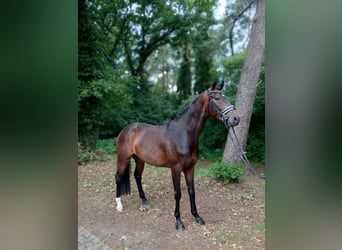 Hanoverian, Gelding, 6 years, 16,1 hh, Bay-Dark