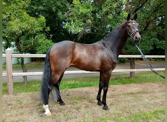 Hanoverian, Gelding, 6 years, 16,1 hh, Bay-Dark