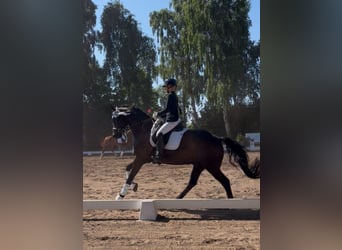 Hanoverian, Gelding, 6 years, 16,1 hh, Bay-Dark