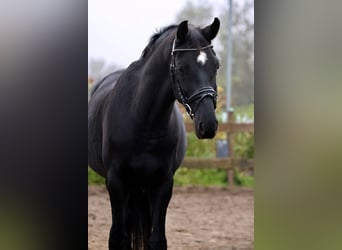 Hanoverian, Gelding, 6 years, 16,1 hh, Black