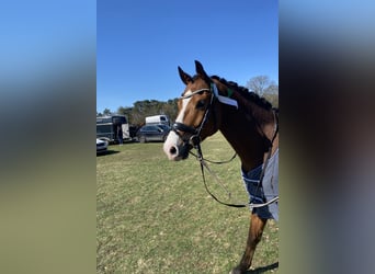 Hanoverian, Gelding, 6 years, 16,1 hh, Brown