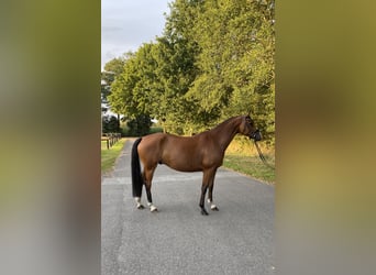 Hanoverian, Gelding, 6 years, 16,1 hh, Brown