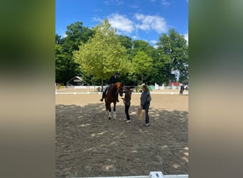 Hanoverian, Gelding, 6 years, 16,1 hh, Brown