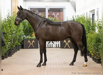 Hanoverian, Gelding, 6 years, 16,1 hh, Brown