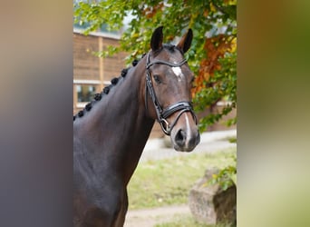 Hanoverian, Gelding, 6 years, 16,1 hh, Brown