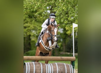 Hanoverian, Gelding, 6 years, 16,1 hh, Brown