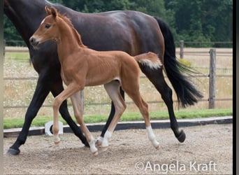 Hanoverian, Gelding, 6 years, 16,1 hh, Chestnut-Red